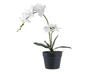 ORCHID 9501003