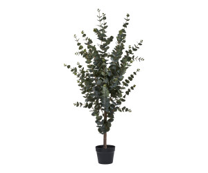 Tree EUCALYPTUS 9501015