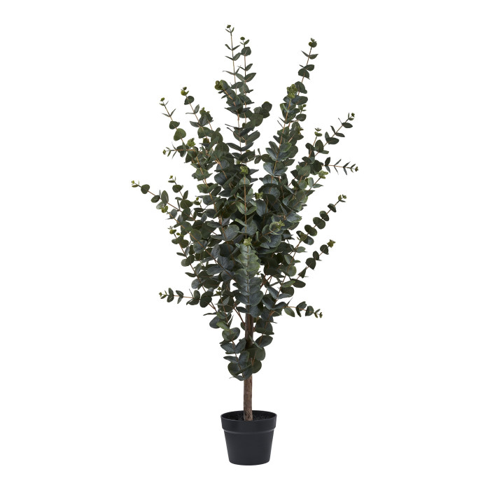 Tree EUCALYPTUS 9501015