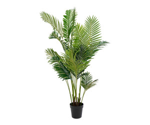 Palm ARECA 9501020