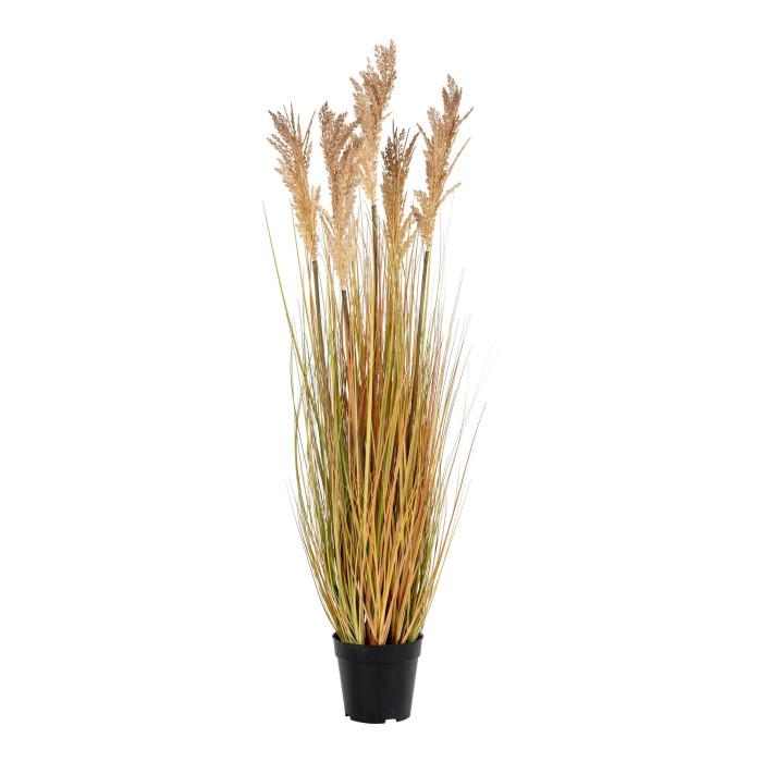 Grass SORGHUM 9501070