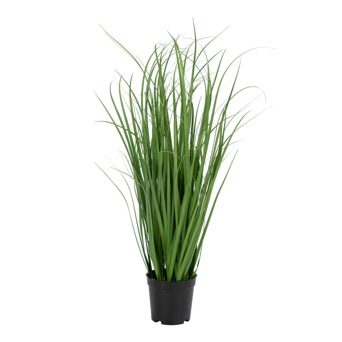 Grass POA 9501080