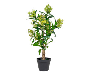 Tree SKIMMIA 9501120