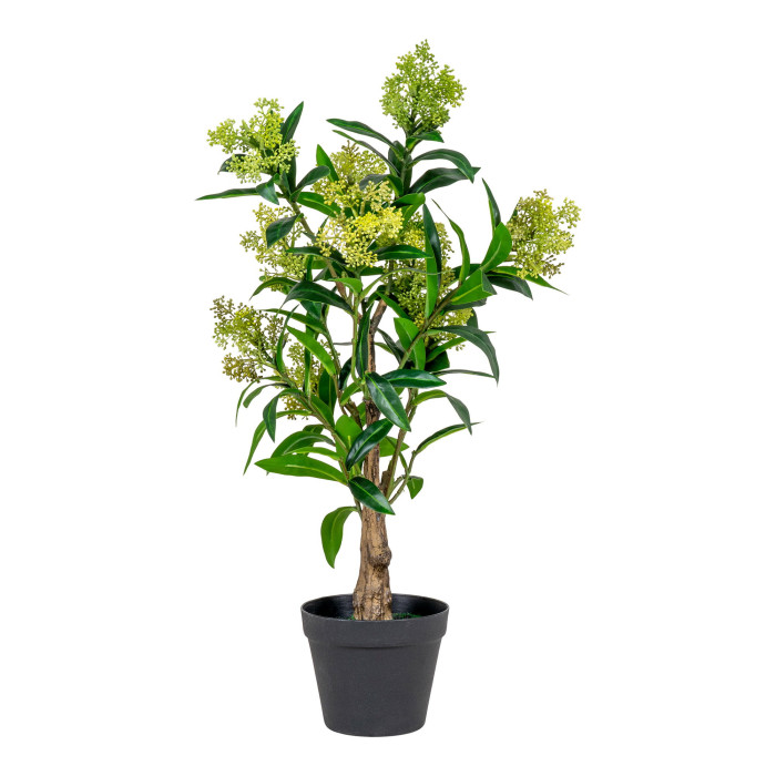 Tree SKIMMIA 9501120