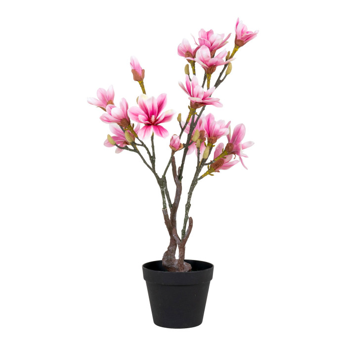 Tree MAGNOLIA 9501130
