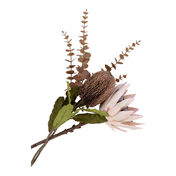Protea kimp KING__ 9501160