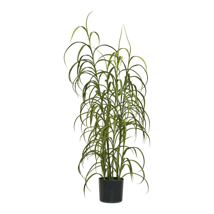 Plant GRASS 9510003